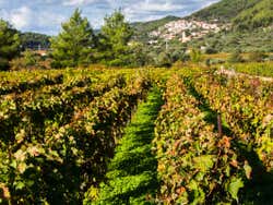Vignes de Korčula
